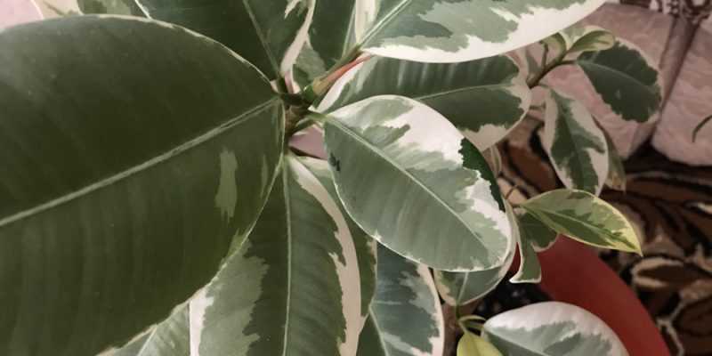 Фикус каучуконосный, или Фикус эластичный (Ficus elastica)