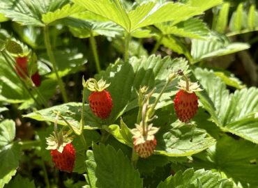Лесная земляника (лат. Fragaria vesca)