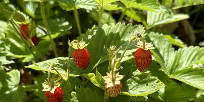 Лесная земляника (лат. Fragaria vesca)