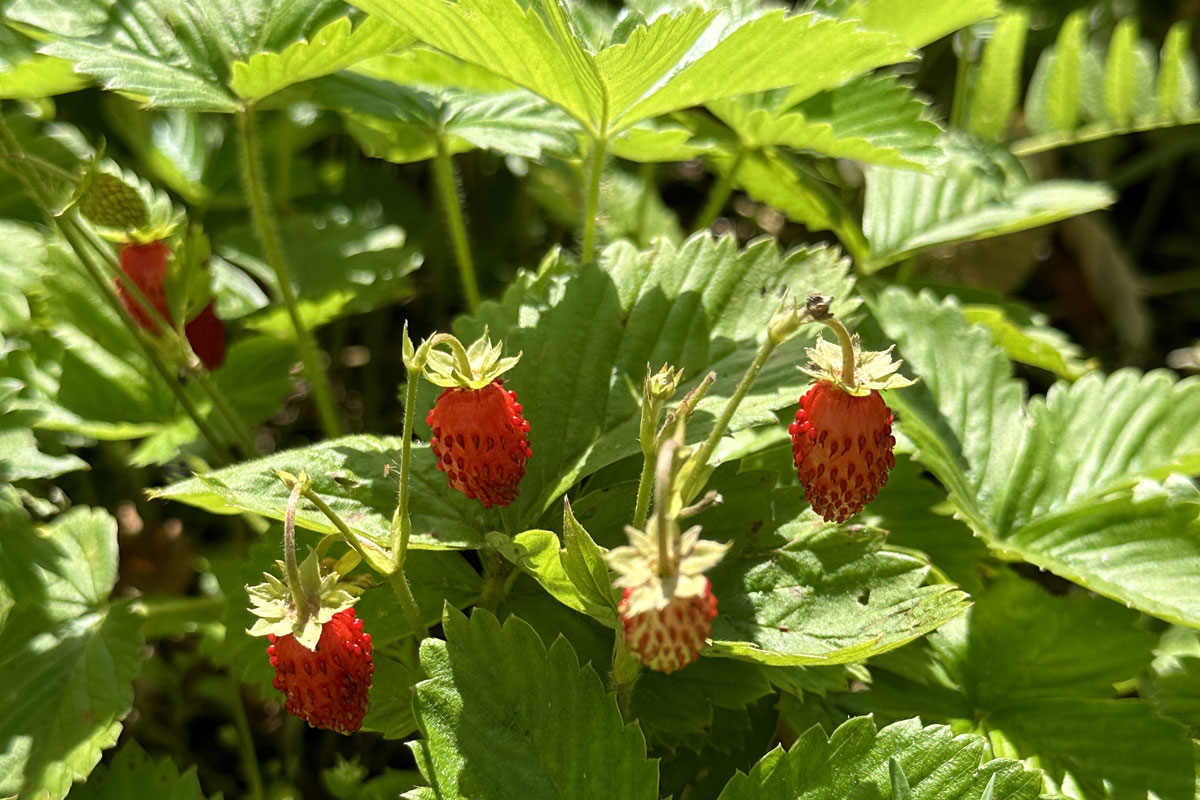 Лесная земляника (лат. Fragaria vesca)