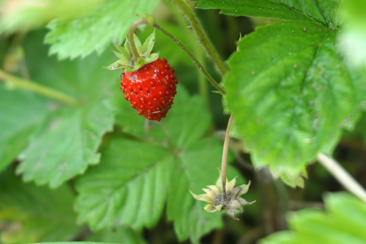 Лесная земляника (лат. Fragaria vesca)