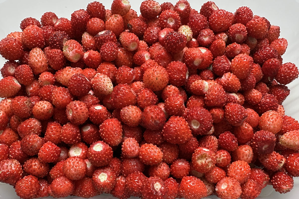 Лесная земляника (лат. Fragaria vesca)