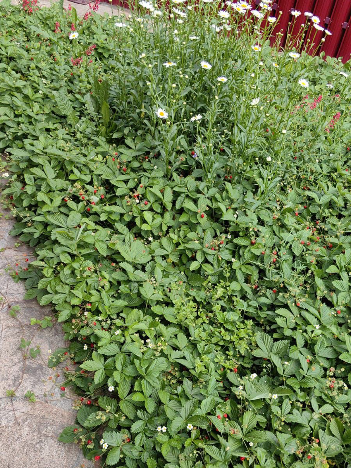 Лесная земляника (лат. Fragaria vesca)