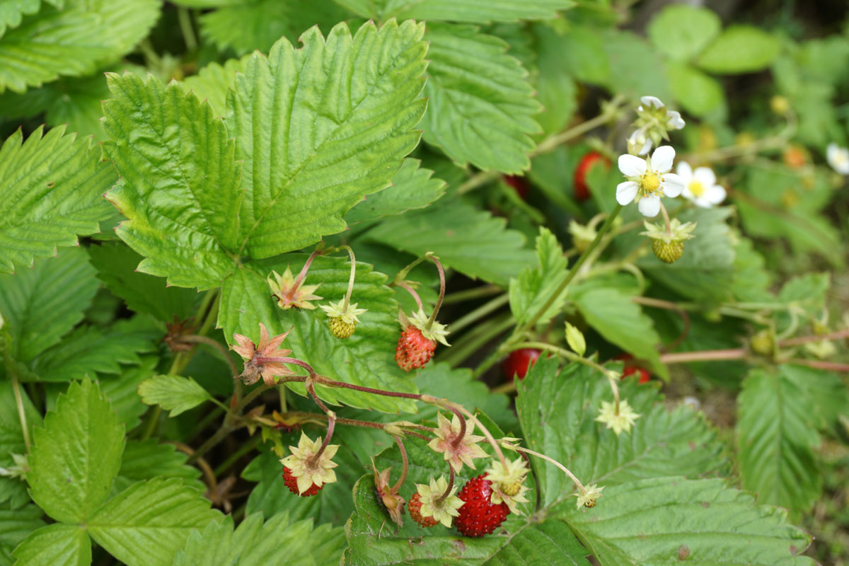 Лесная земляника (лат. Fragaria vesca)