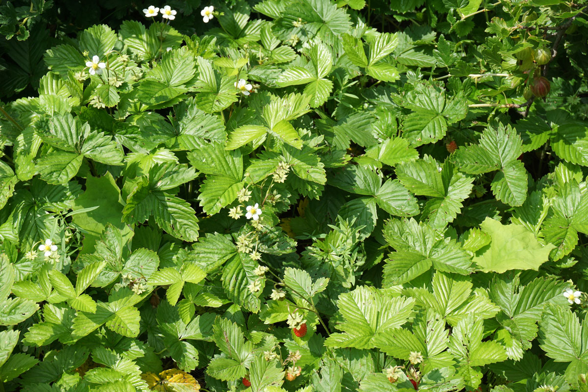 Лесная земляника (лат. Fragaria vesca)