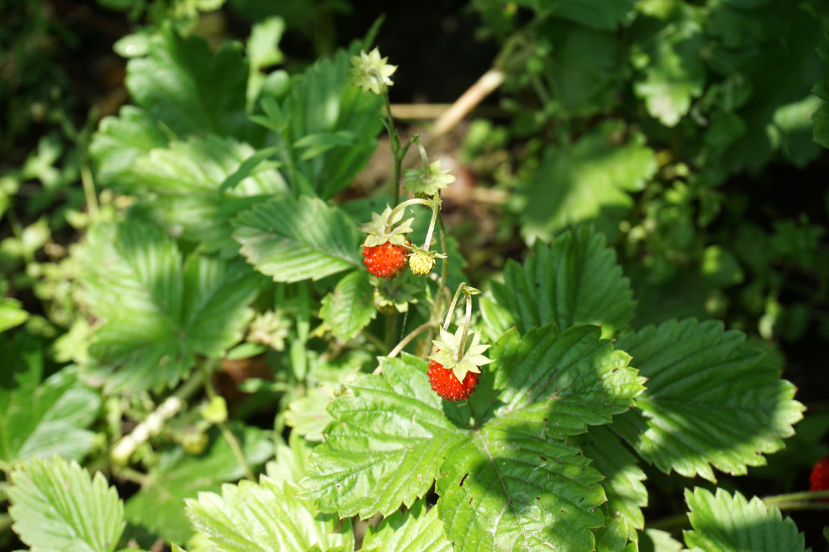Лесная земляника (лат. Fragaria vesca)