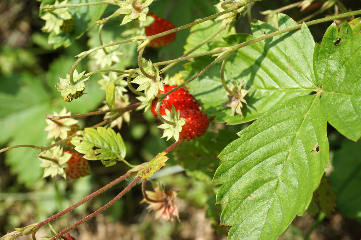 Лесная земляника (лат. Fragaria vesca)