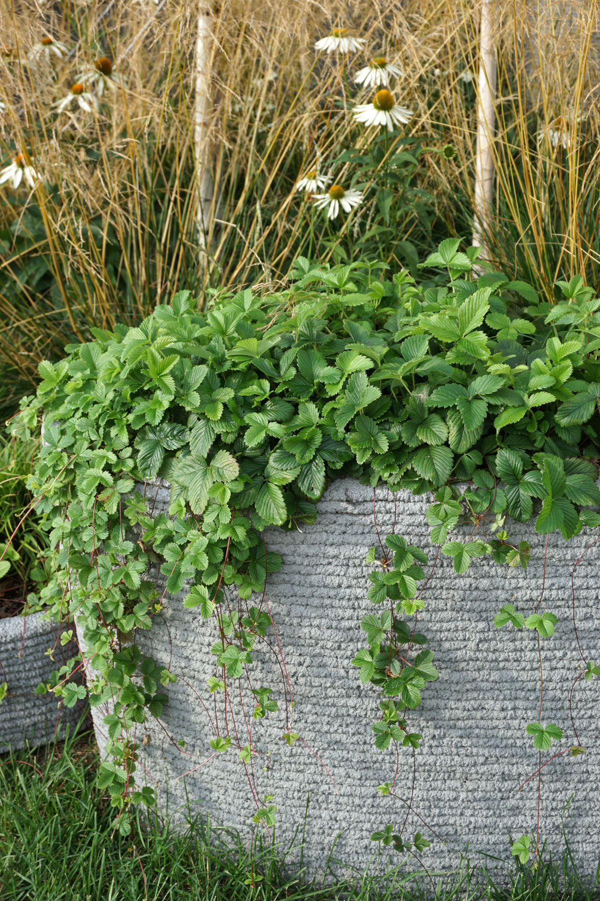 Лесная земляника (лат. Fragaria vesca)