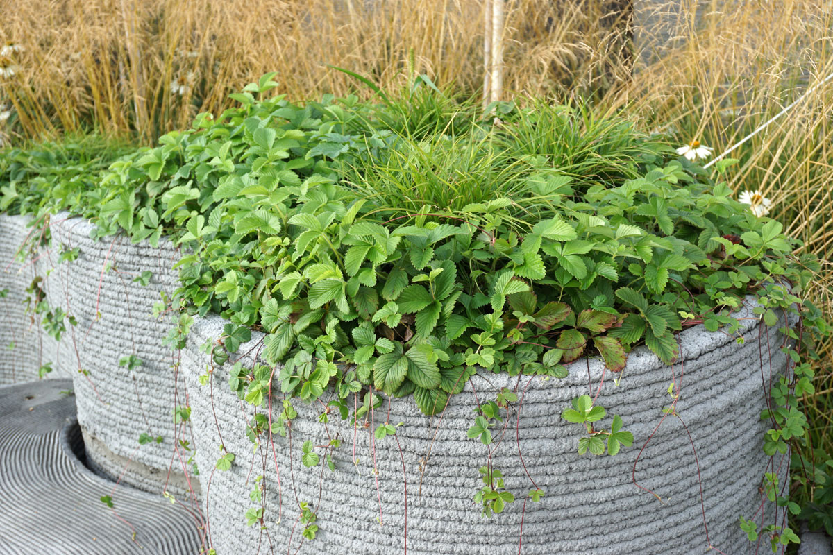 Лесная земляника (лат. Fragaria vesca)