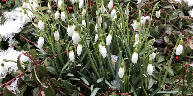 Подснежники: посадка, правильный уход, обрезка