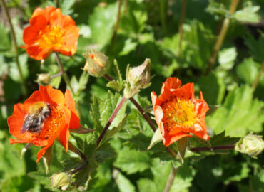 Гравилат ярко-красный Борисии (Geum coccineum 'Borisii')