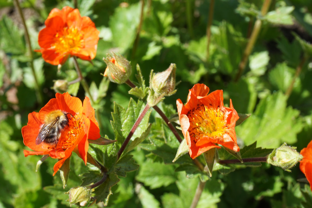 Гравилат ярко-красный Борисии (Geum coccineum 'Borisii')
