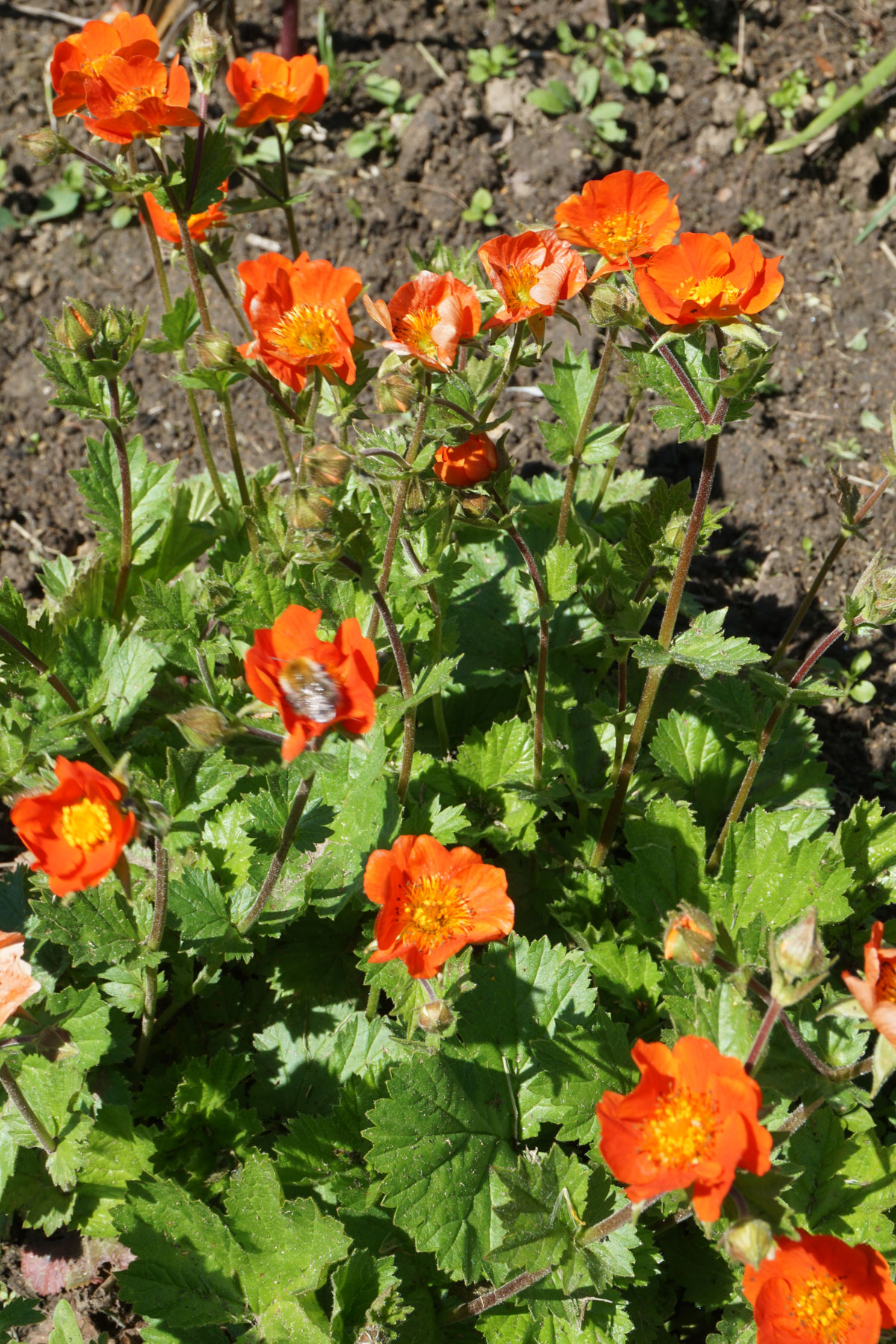 Гравилат ярко-красный Борисии (Geum coccineum 'Borisii')