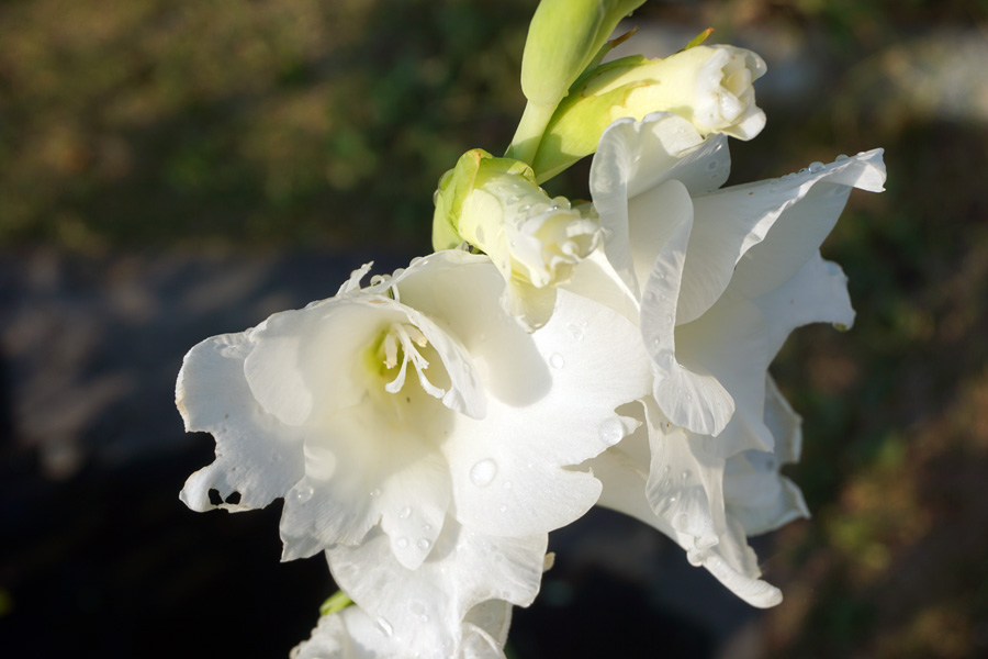Гладиолус (лат. Gladiolus)