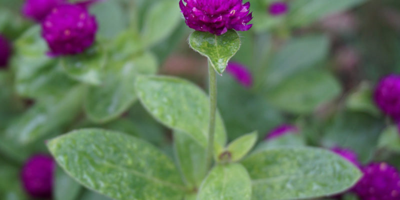 Гомфрена шаровидная (лат. Gomphrena globosa)