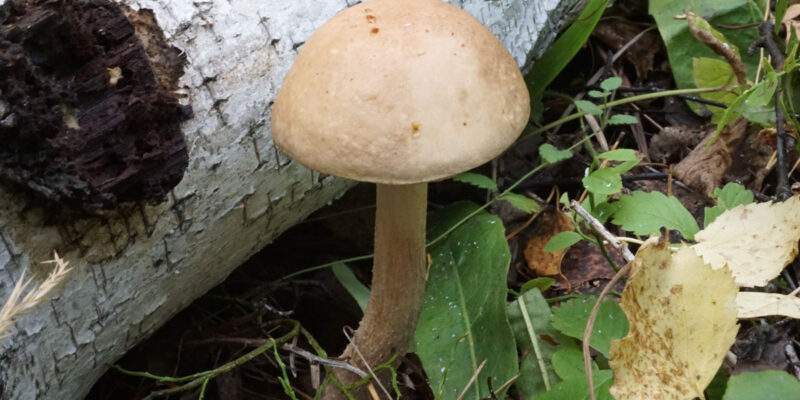 Регулярное употребление грибов снижает риск развития депрессии