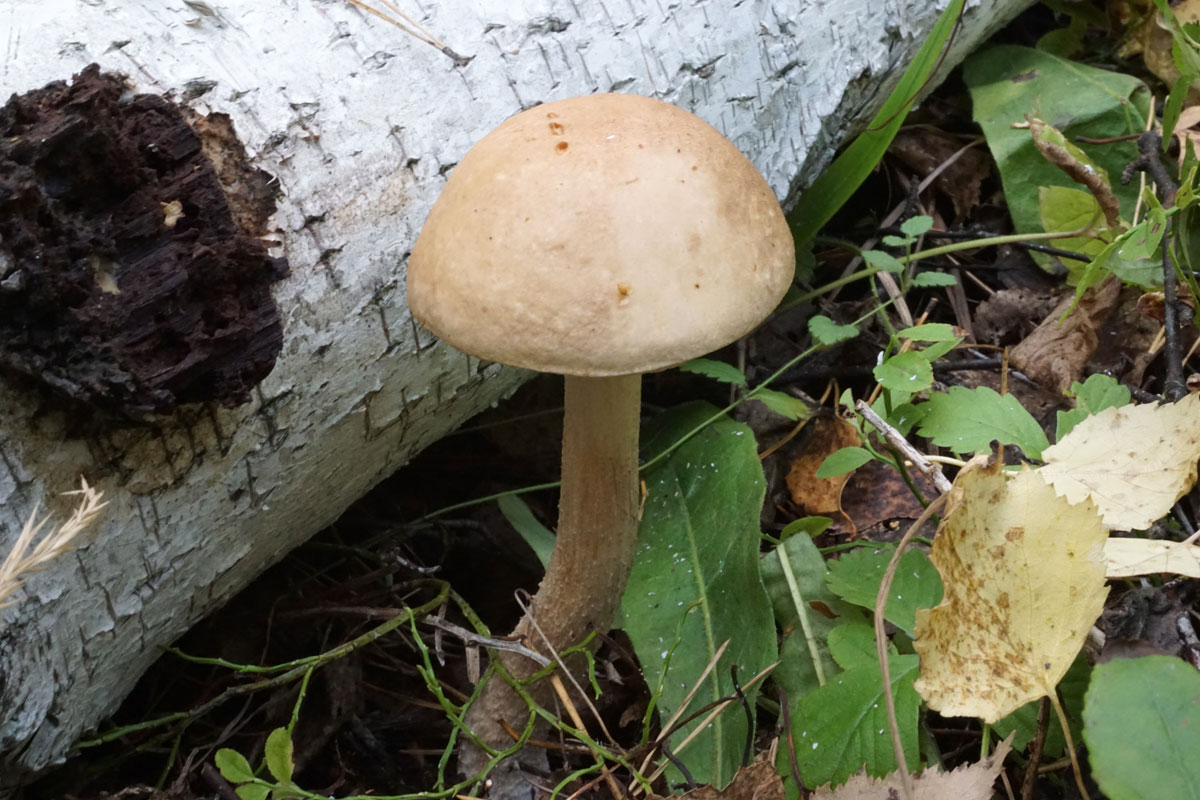 Регулярное употребление грибов снижает риск развития депрессии