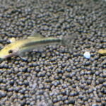 Гиринохейлус (Gyrinocheilus aymonieri)