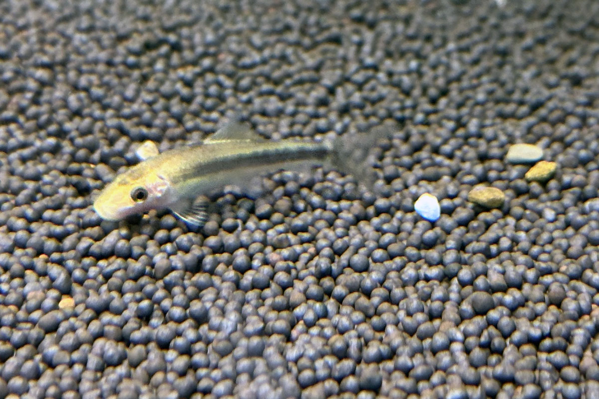 Гиринохейлус (Gyrinocheilus aymonieri)