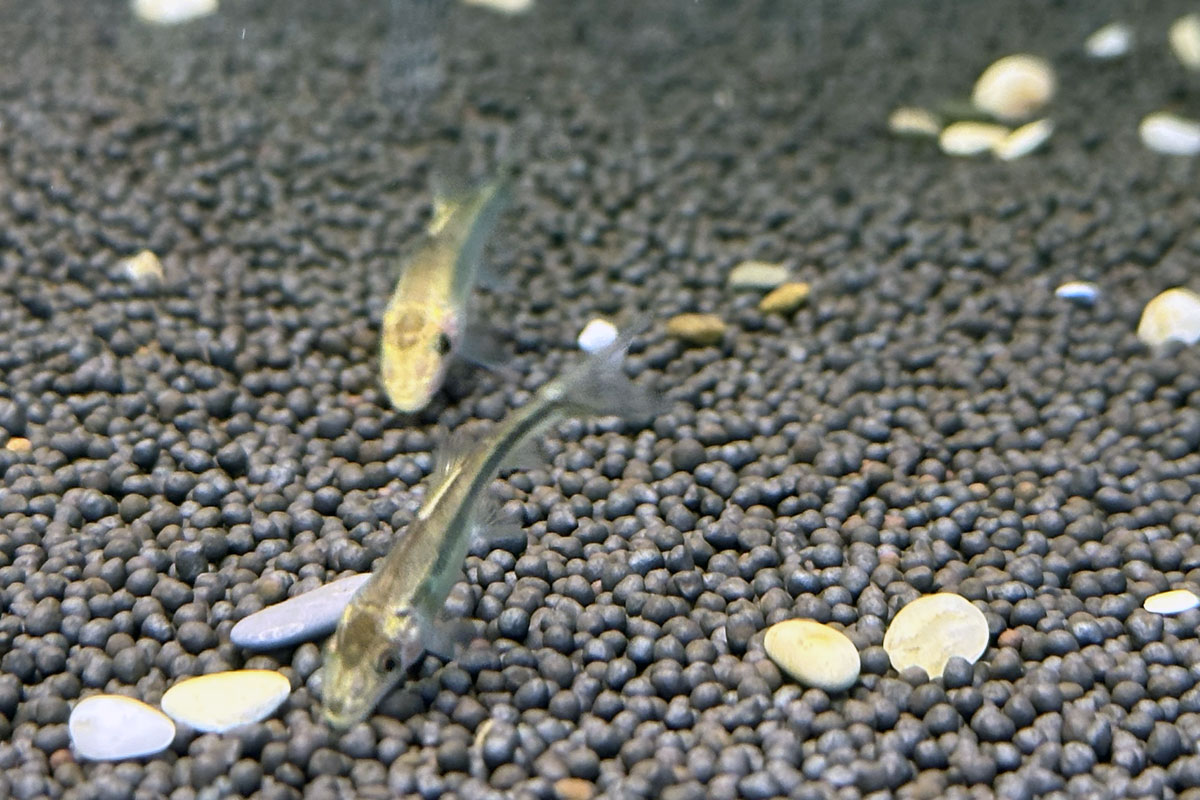 Гиринохейлус (Gyrinocheilus aymonieri)