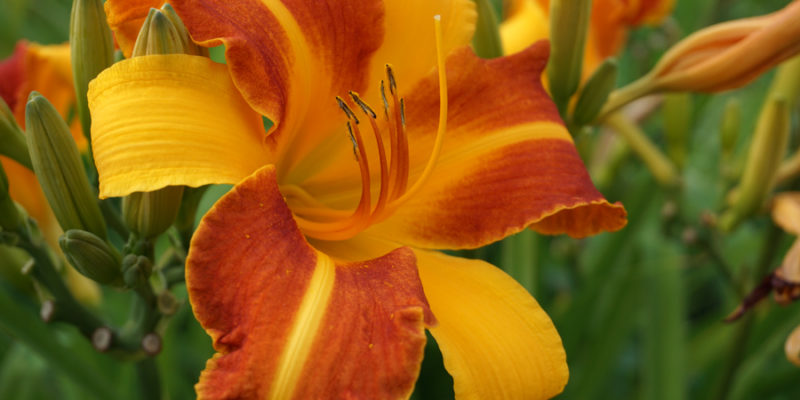 Лилейник (лат. Hemerocallis)
