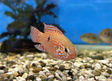 Хромис-красавец (Hemichromis bimaculatus)