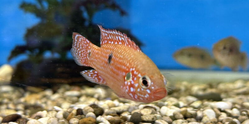 Хромис-красавец (Hemichromis bimaculatus)