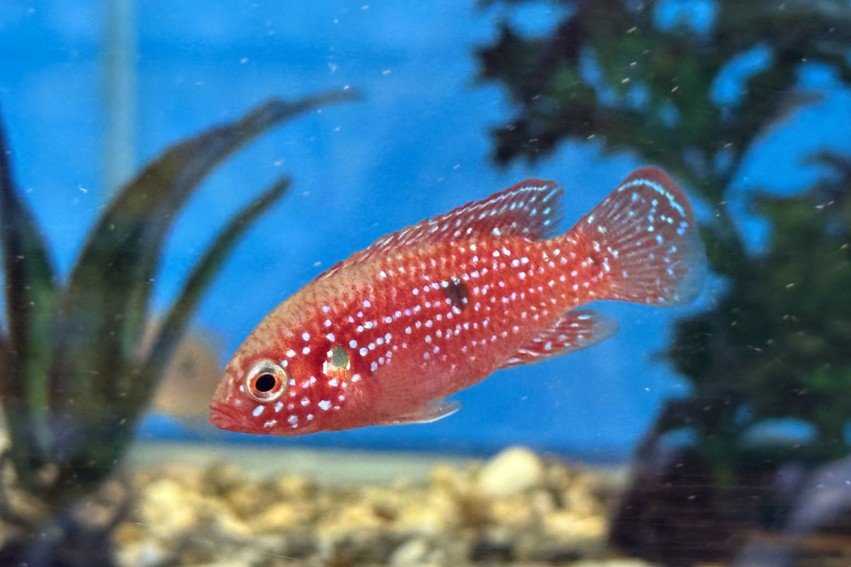 Хромис-красавец (Hemichromis bimaculatus)