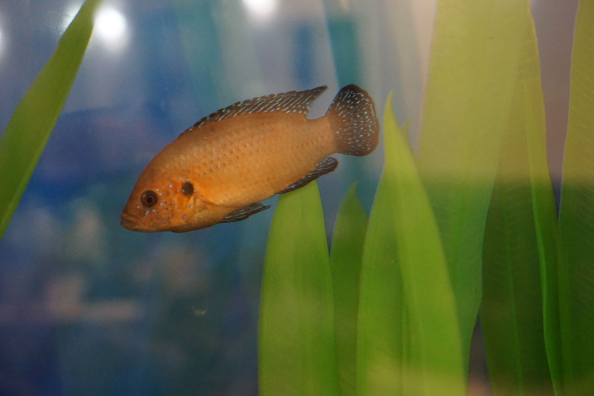 Хромис-красавец (Hemichromis bimaculatus)