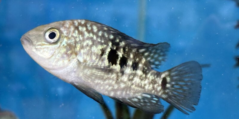 Цихлазома бриллиантовая