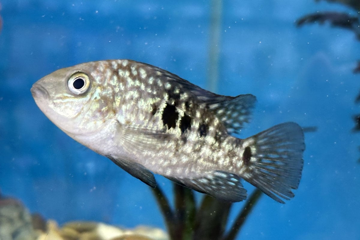 Цихлазома бриллиантовая