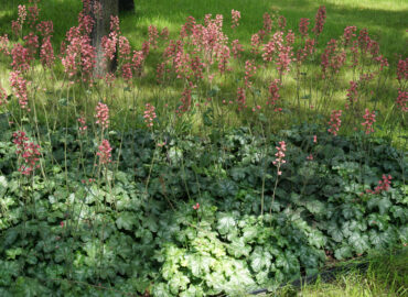 Гейхера кроваво-красная (лат. Heuchera sanguinea)