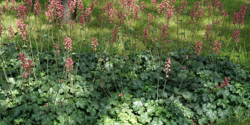 Гейхера кроваво-красная (лат. Heuchera sanguinea)