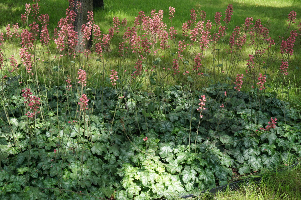 Гейхера кроваво-красная (лат. Heuchera sanguinea)