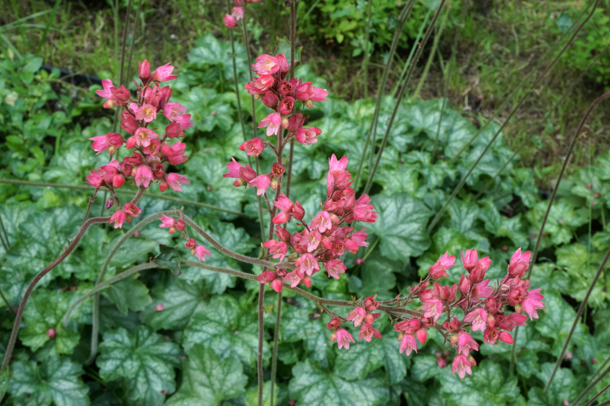 Гейхера кроваво-красная (лат. Heuchera sanguinea)