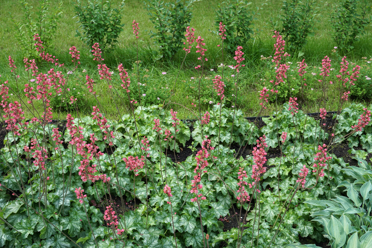 Гейхера кроваво-красная (лат. Heuchera sanguinea)