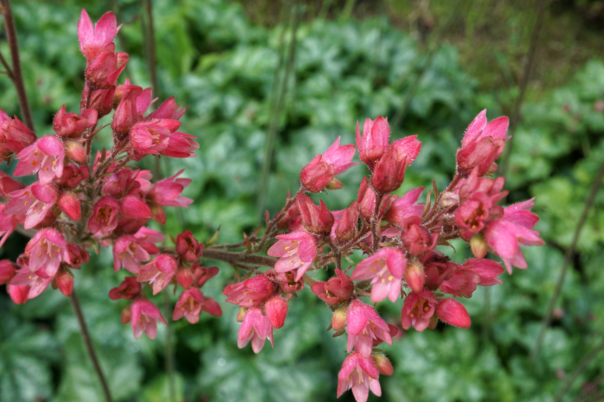 Гейхера кроваво-красная (лат. Heuchera sanguinea)