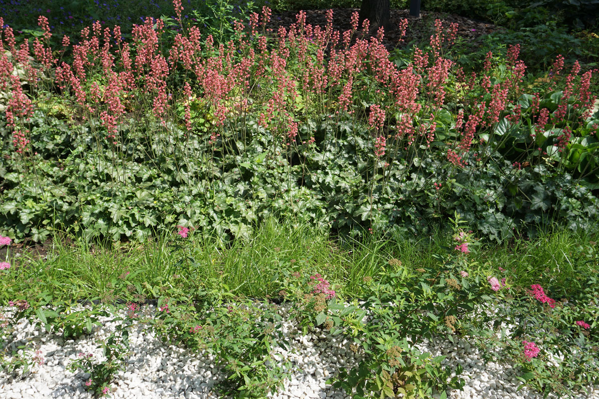 Гейхера кроваво-красная (лат. Heuchera sanguinea)