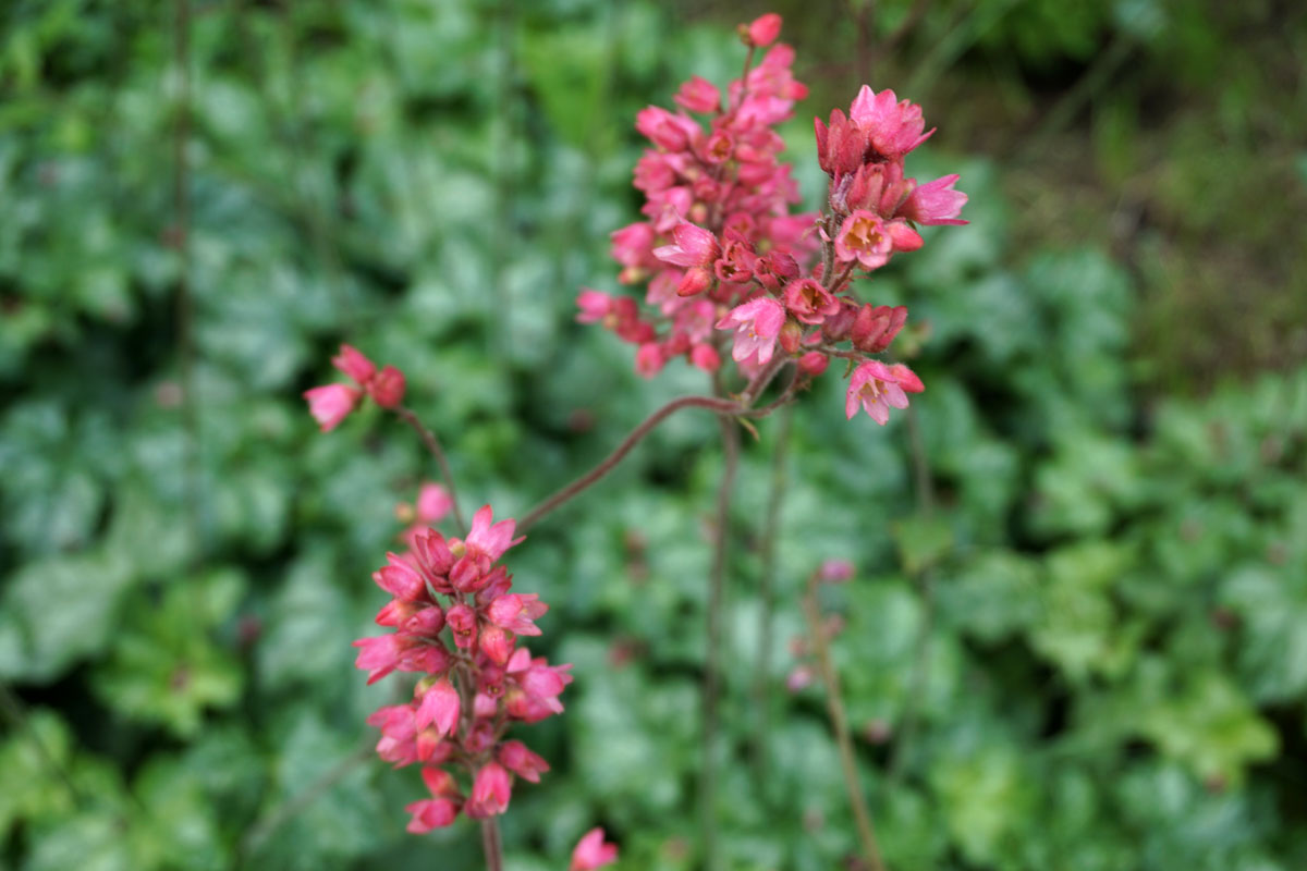 Гейхера кроваво-красная (лат. Heuchera sanguinea)