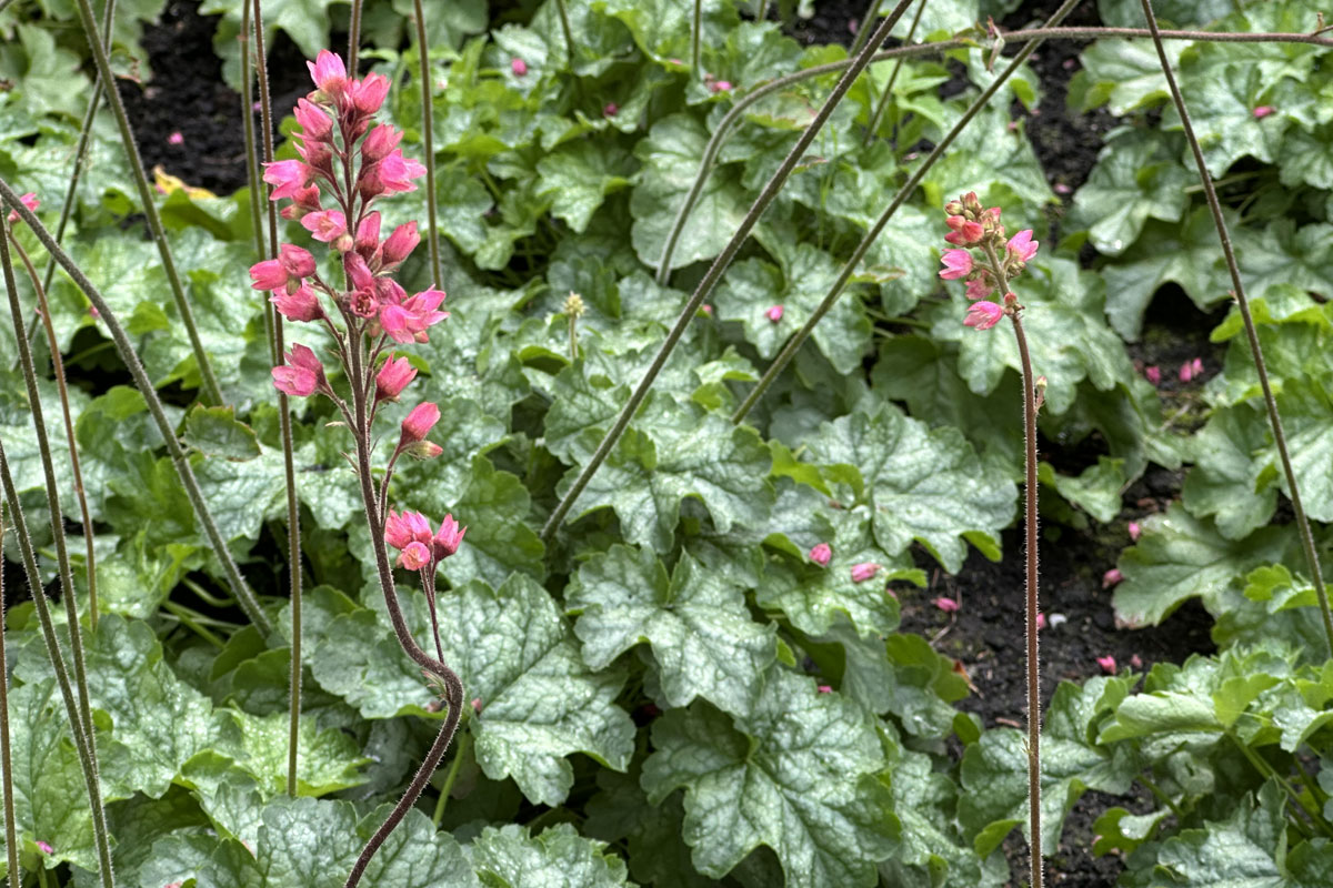 Гейхера кроваво-красная (лат. Heuchera sanguinea)