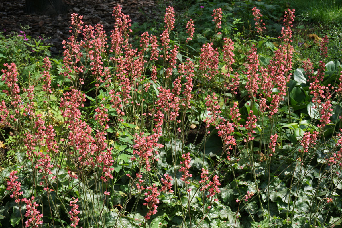 Гейхера кроваво-красная (лат. Heuchera sanguinea)