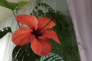Гибискус китайский (Китайская роза): уход в домашних условиях