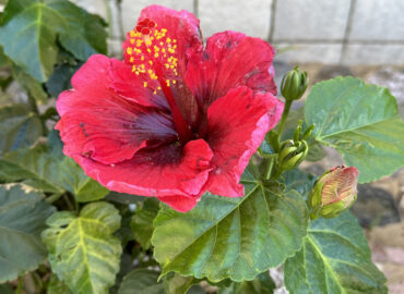 Гибискус китайский