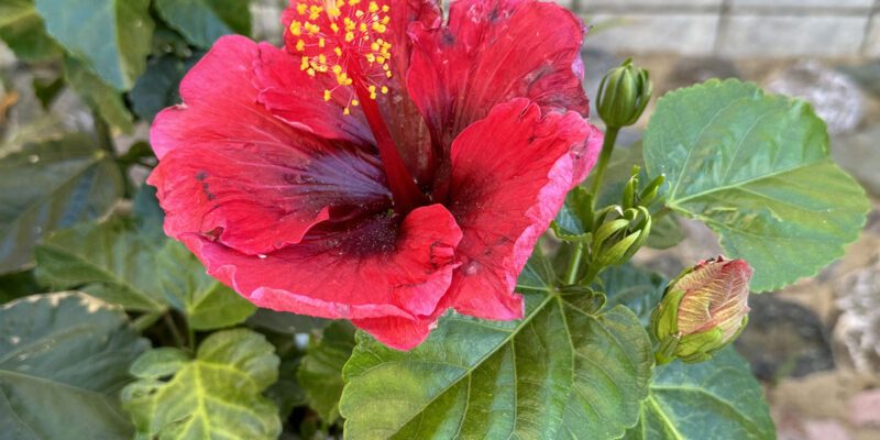 Гибискус китайский