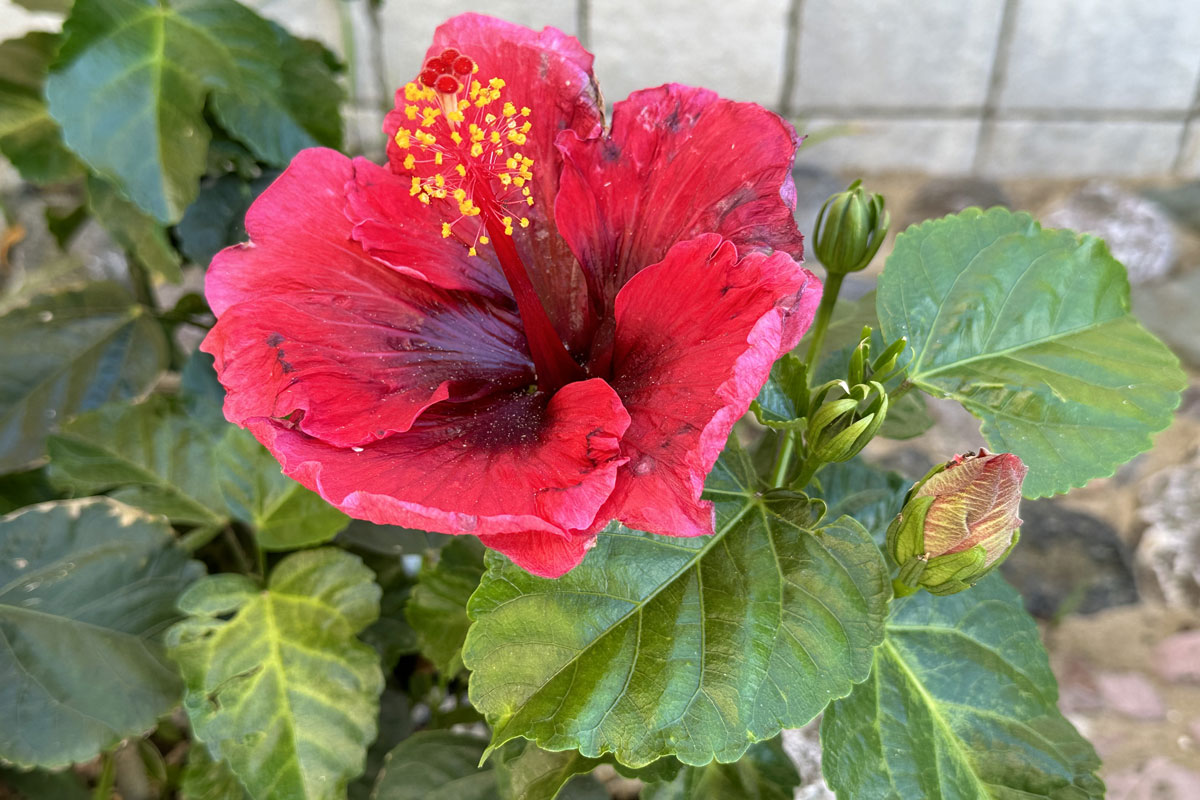 Гибискус китайский