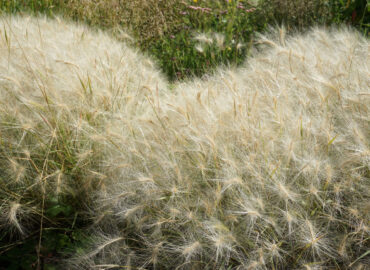 Ячмень гривастый (лат. Hordeum jubatum)