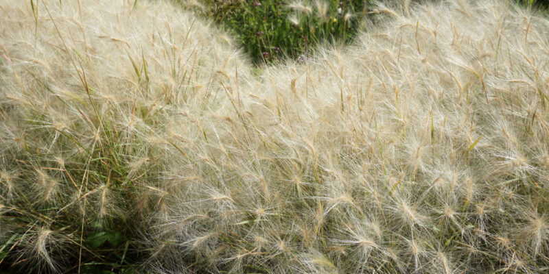 Ячмень гривастый (лат. Hordeum jubatum)