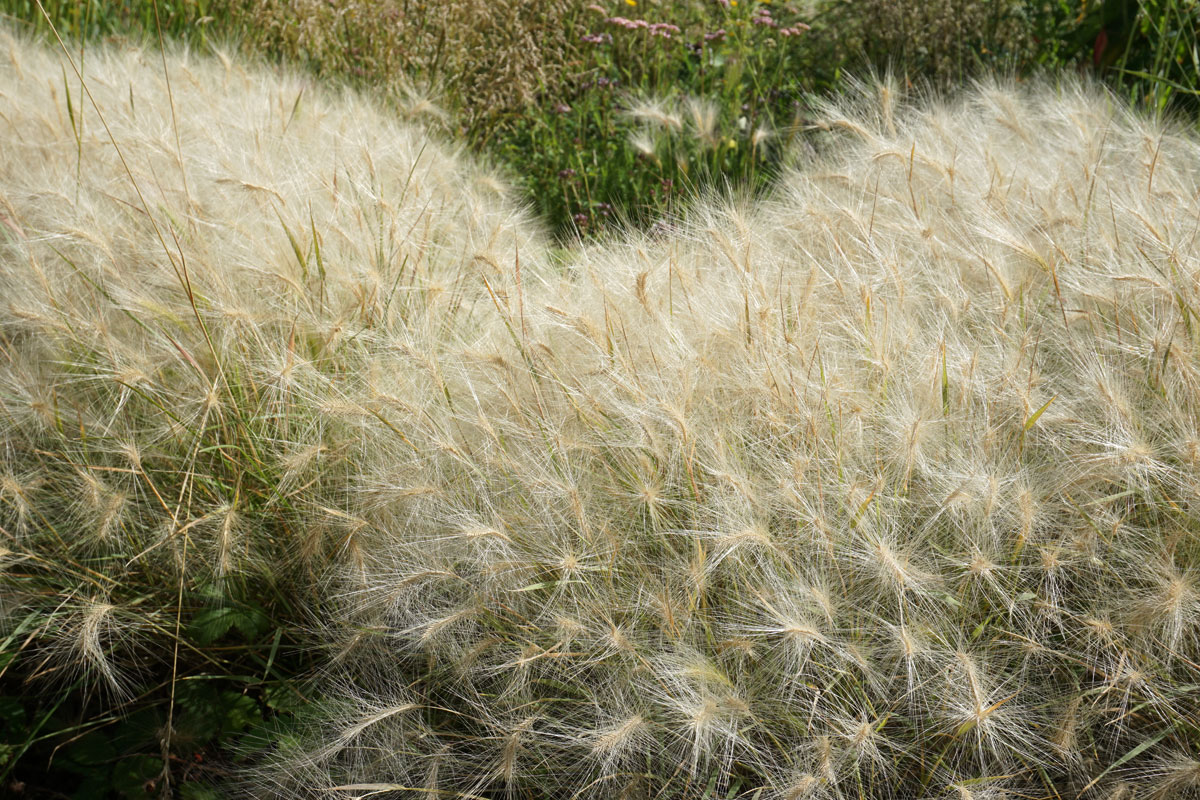 Ячмень гривастый (лат. Hordeum jubatum)