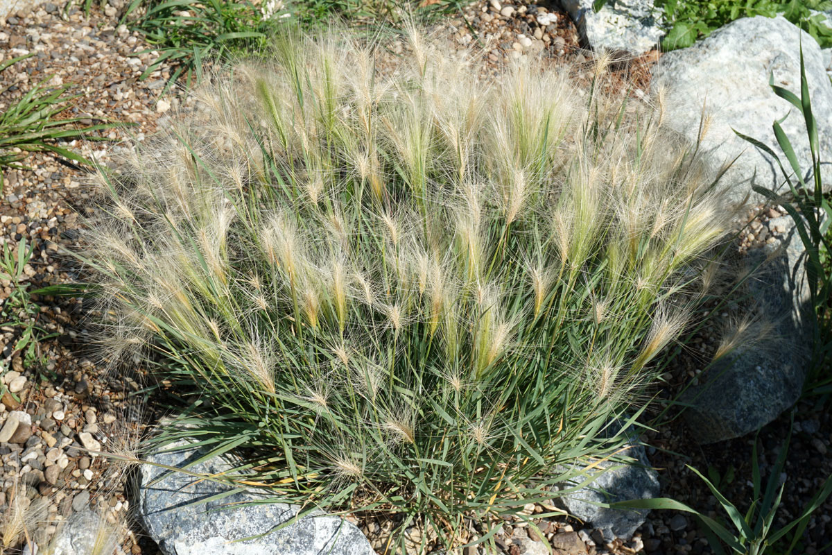Ячмень гривастый (лат. Hordeum jubatum)