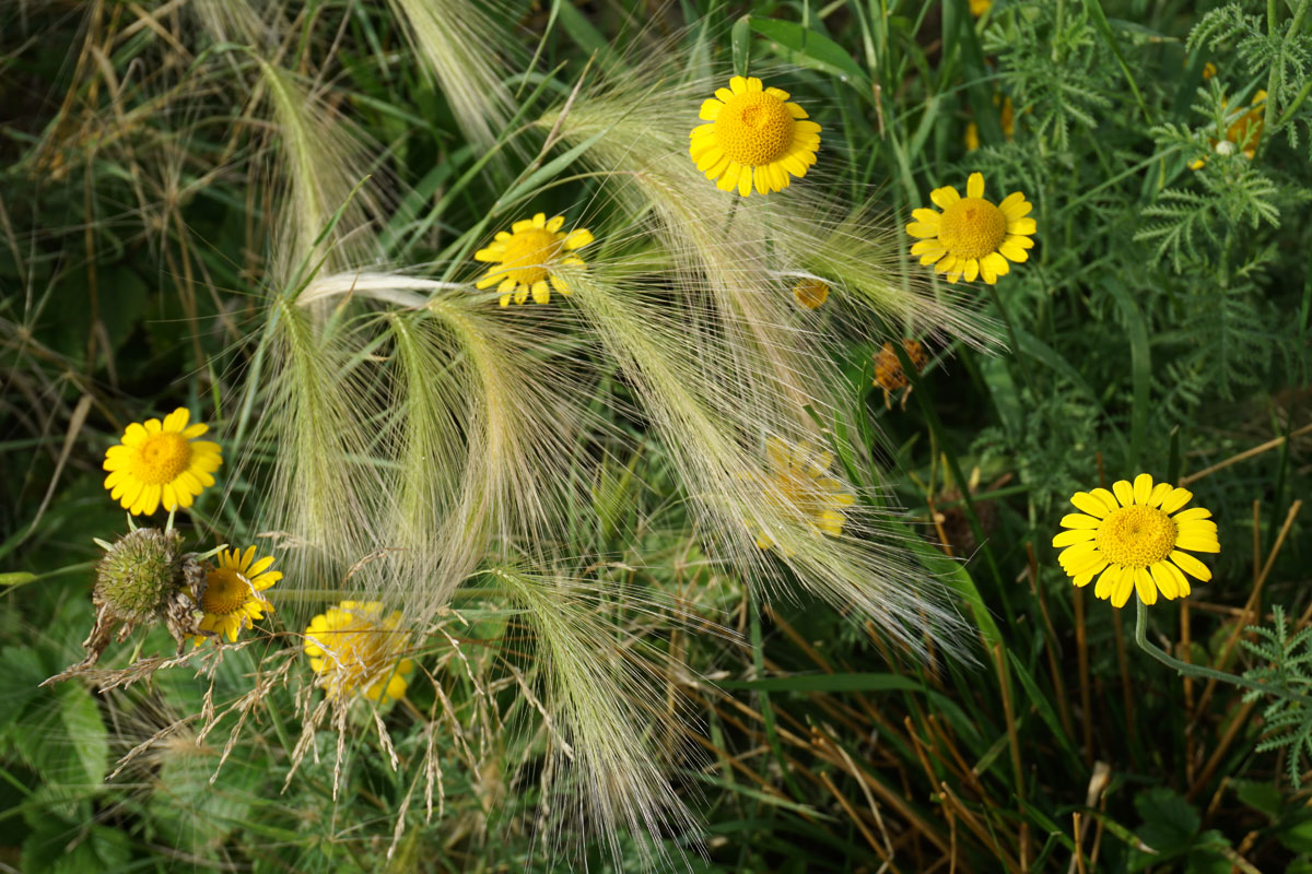 Ячмень гривастый (лат. Hordeum jubatum)